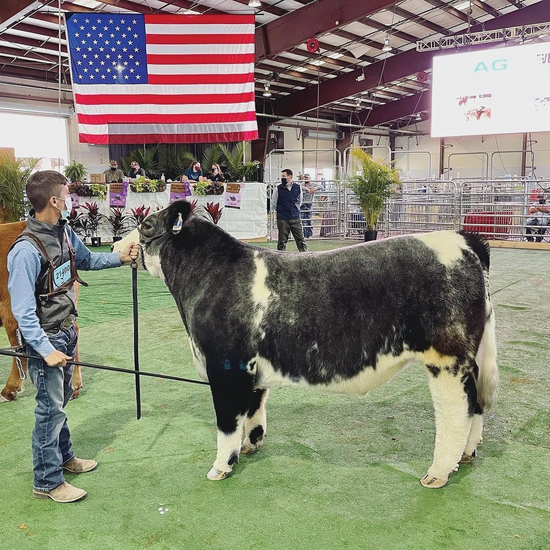 Mason’s steer won Palm Beach County Grand Champion and placed second in weight class!